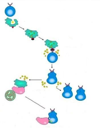 сравнение клеточного и гуморального иммунитета 