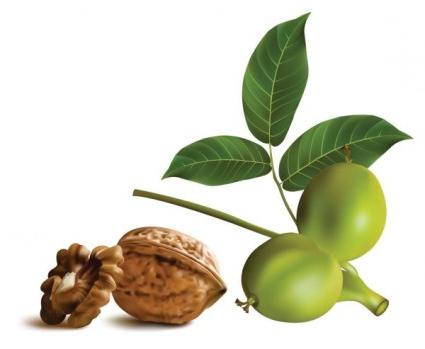 зеленый грецкий орех полезные свойства