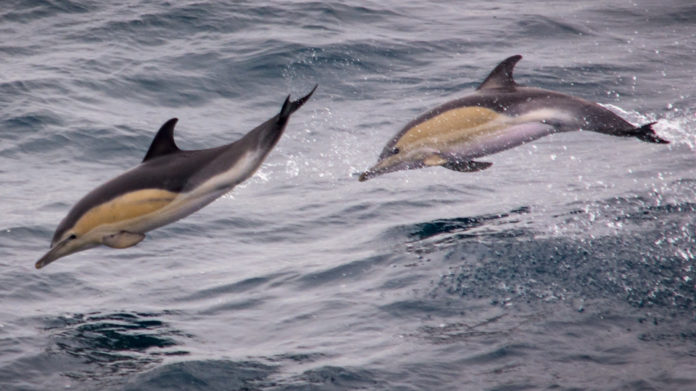Дельфины - млекопитающие, а не рыбы