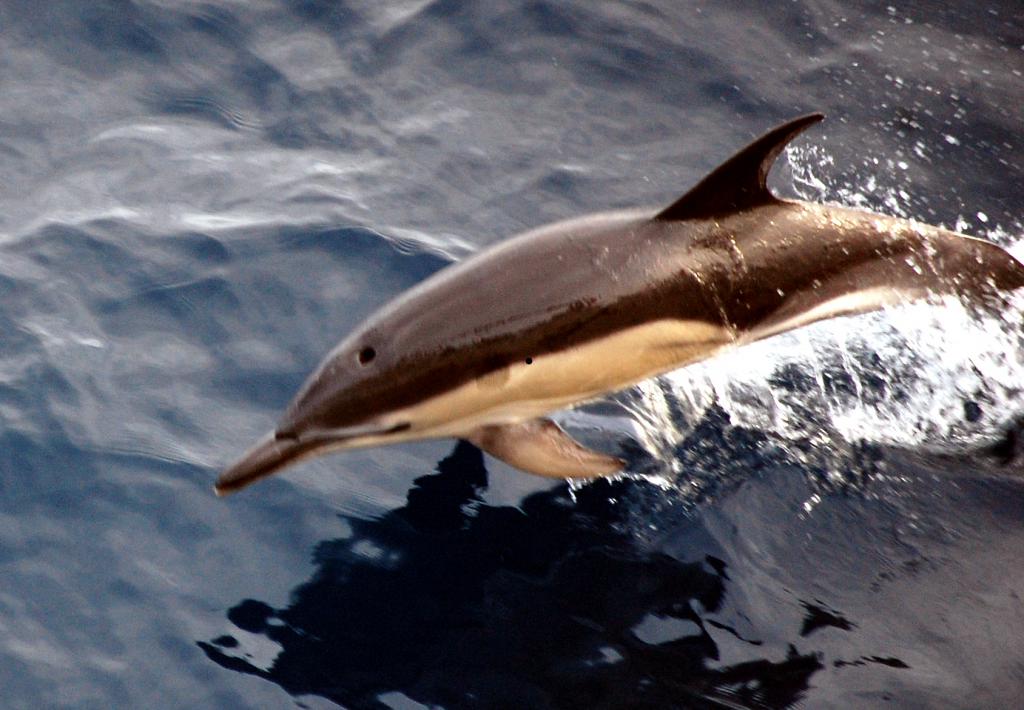 Дельфин обыкновенный