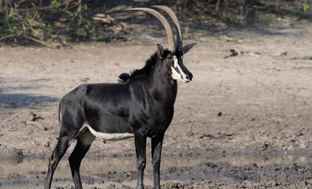 Самец черной антилопы