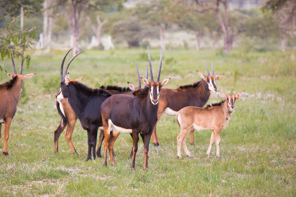 Группа антилоп