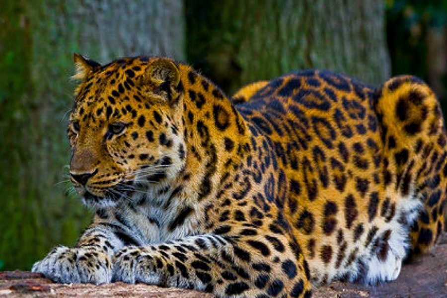 Дальневосточный леопард в заповеднике "Кедровая падь"