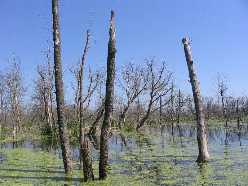 Затопленный лес на водохранилище