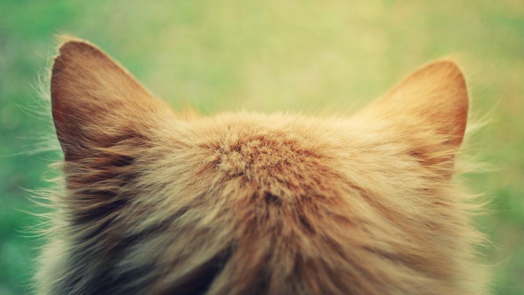 Уши кошки