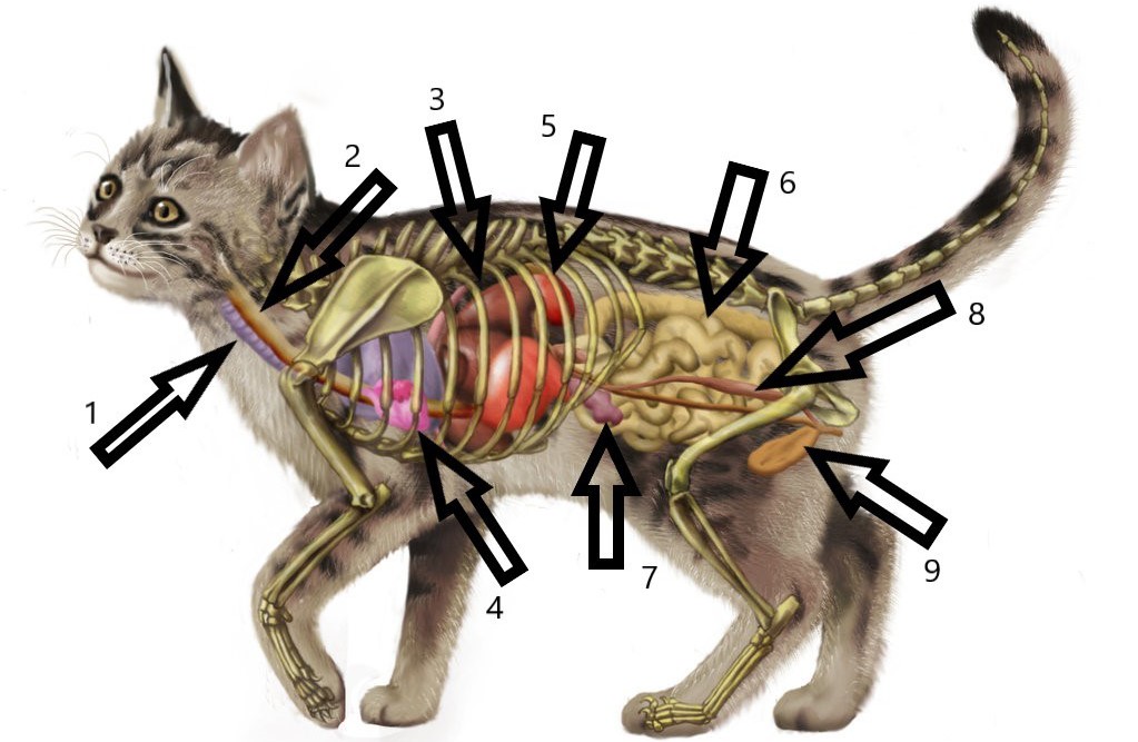 Внутренние органы кошки