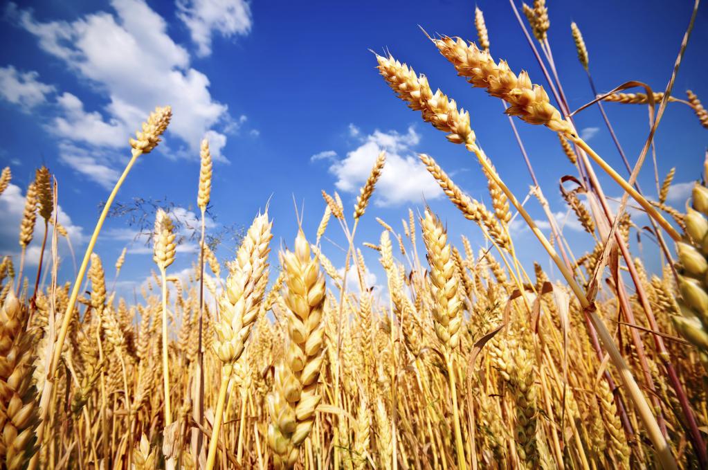 Полеводство - пшеница