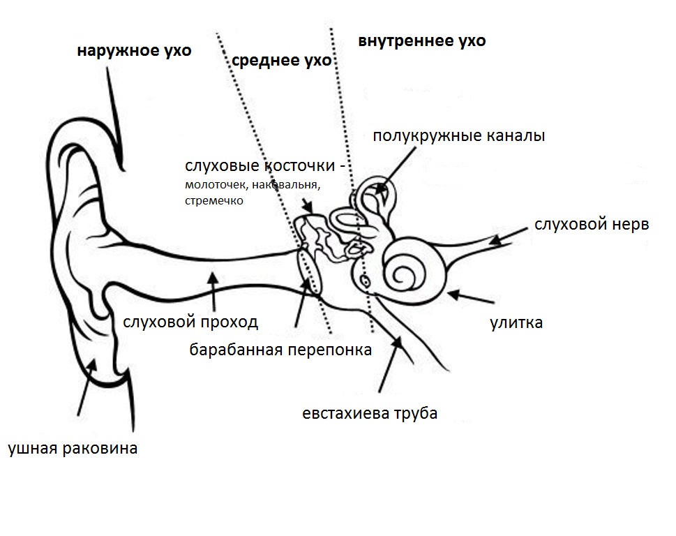 Общая схема строения уха