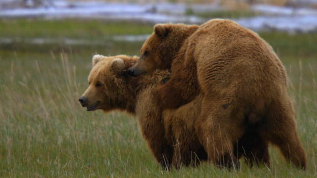 Типичное спаривание медведей