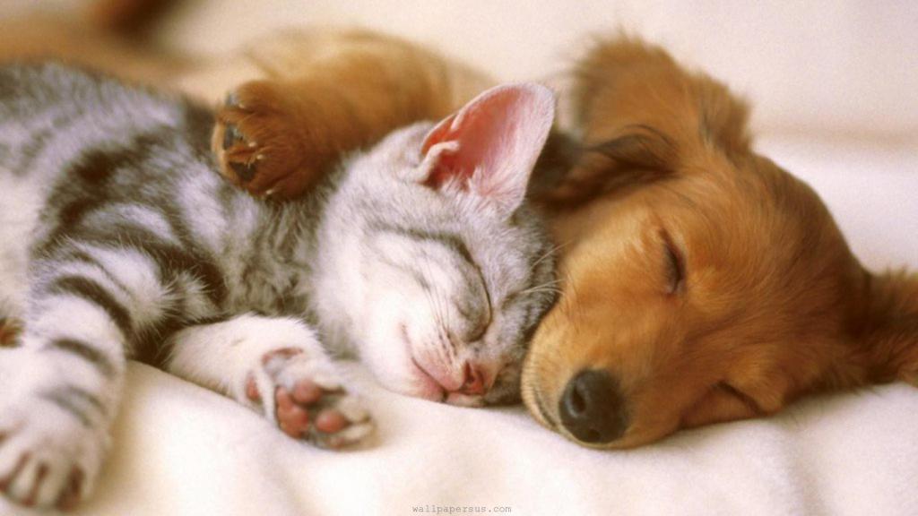 Собака и кошка спят