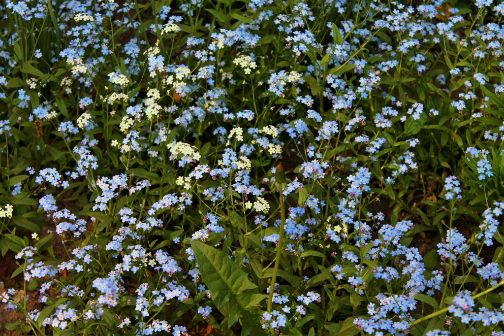 Россыпь голубых цветов