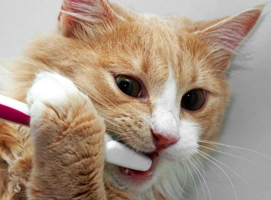 Кот с зубной щеткой