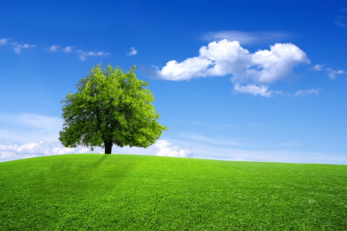 Зеленое дерево и газон