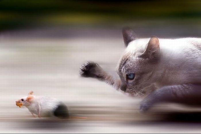 Кошка бежит за мышью