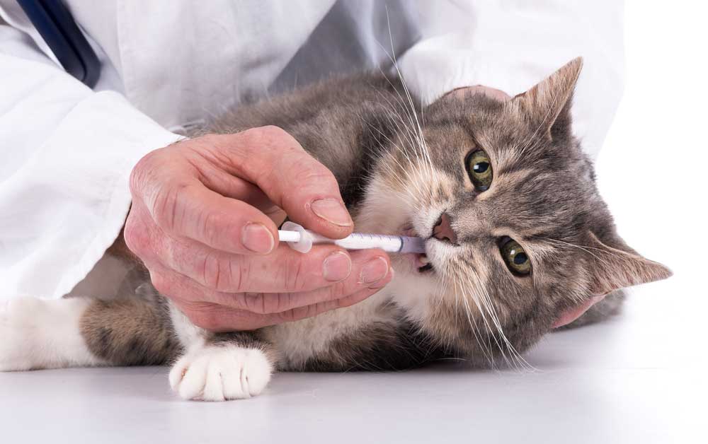Кот принимает лекарство