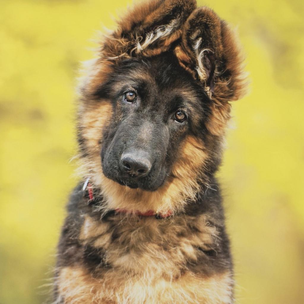 Как назвать щенка немецкой овчарки (мальчика)? Правила составления имен для собак