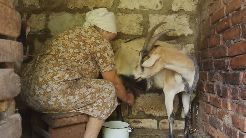 женщина доит козу