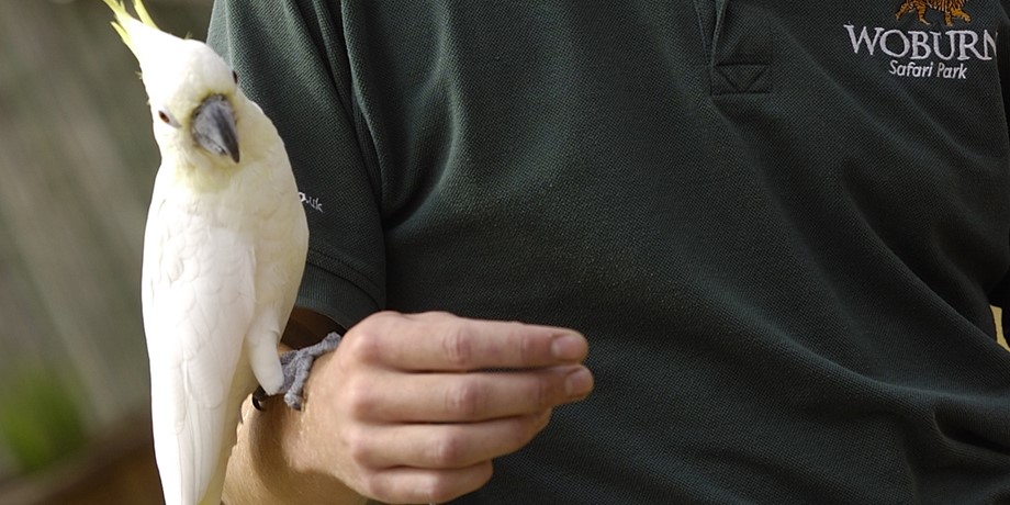 Большой желтохохлый какаду (фото)