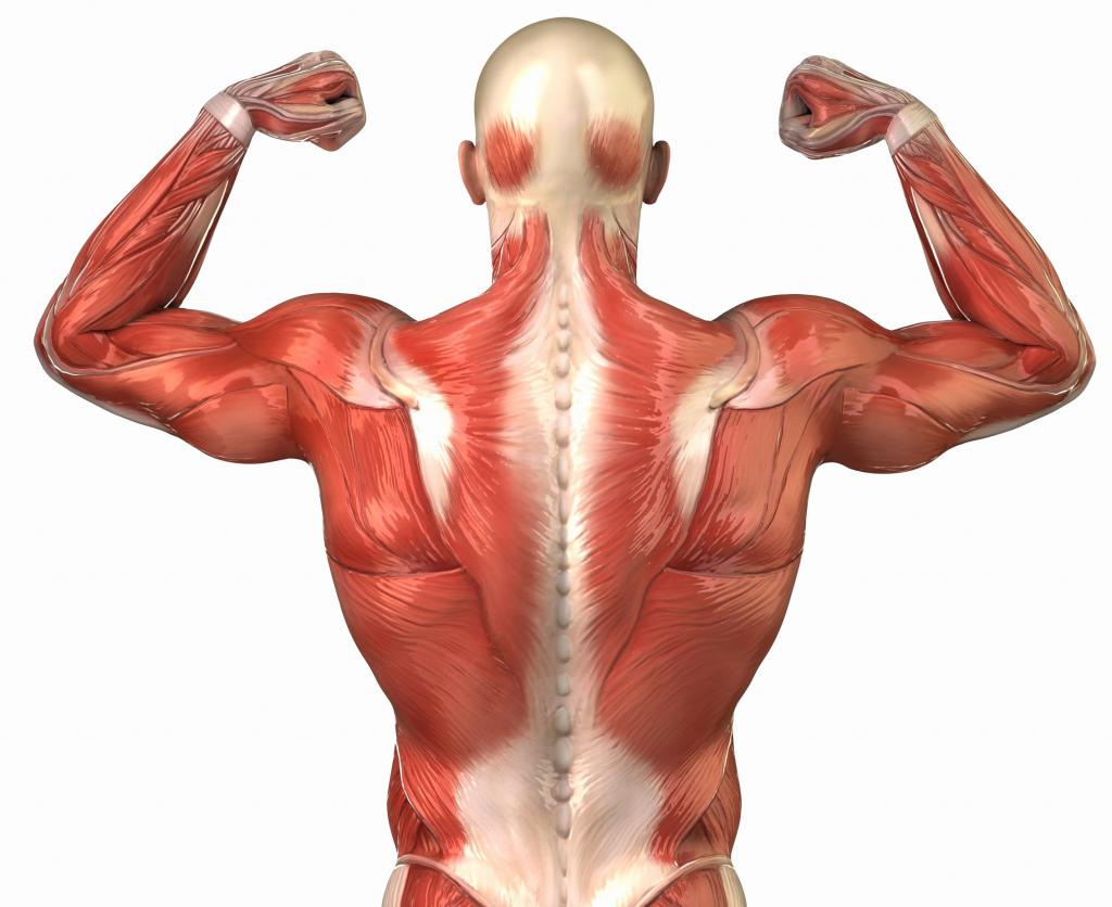 Анатомия мускул спины