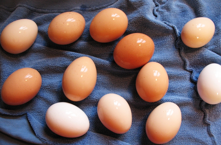 яйца содержание витаминов