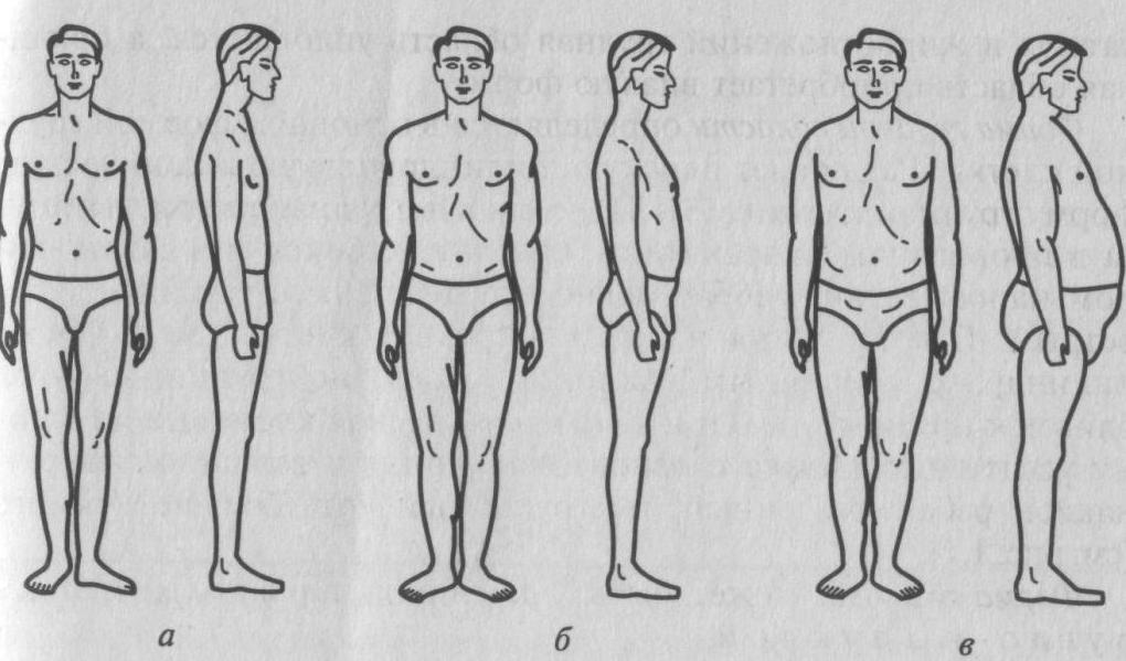 строение тела западного балтида: б) - мускульное
