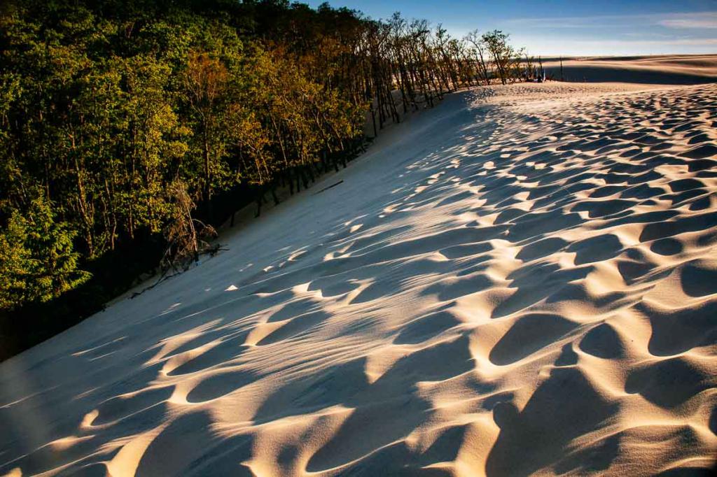 дюны встречаются с лесом