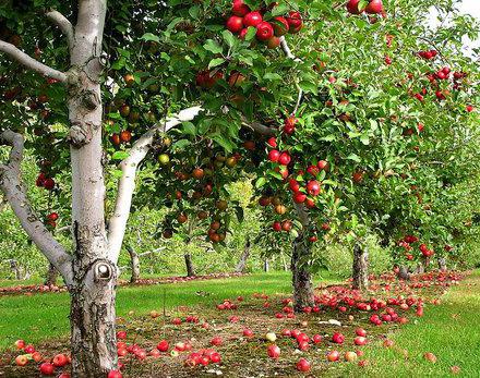 почему яблоня не цветет и не плодоносит 