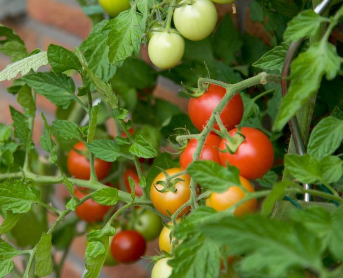  как вырастить хороший урожай помидоров на даче 