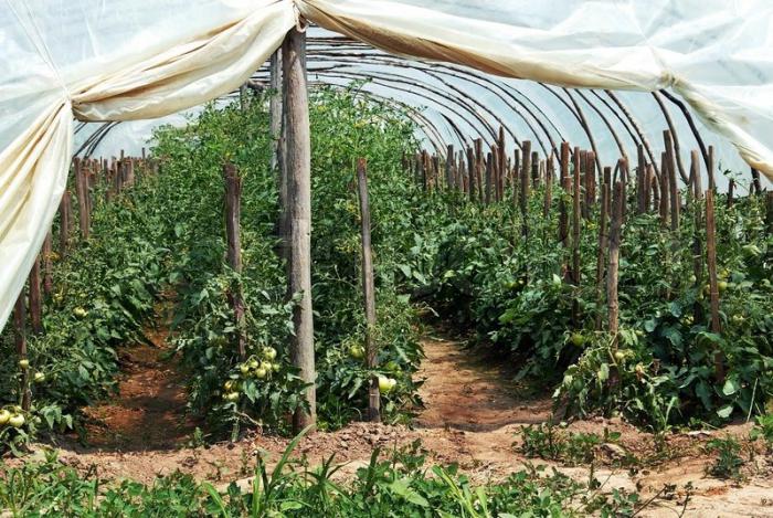  как вырастить хороший урожай помидоров в теплице 