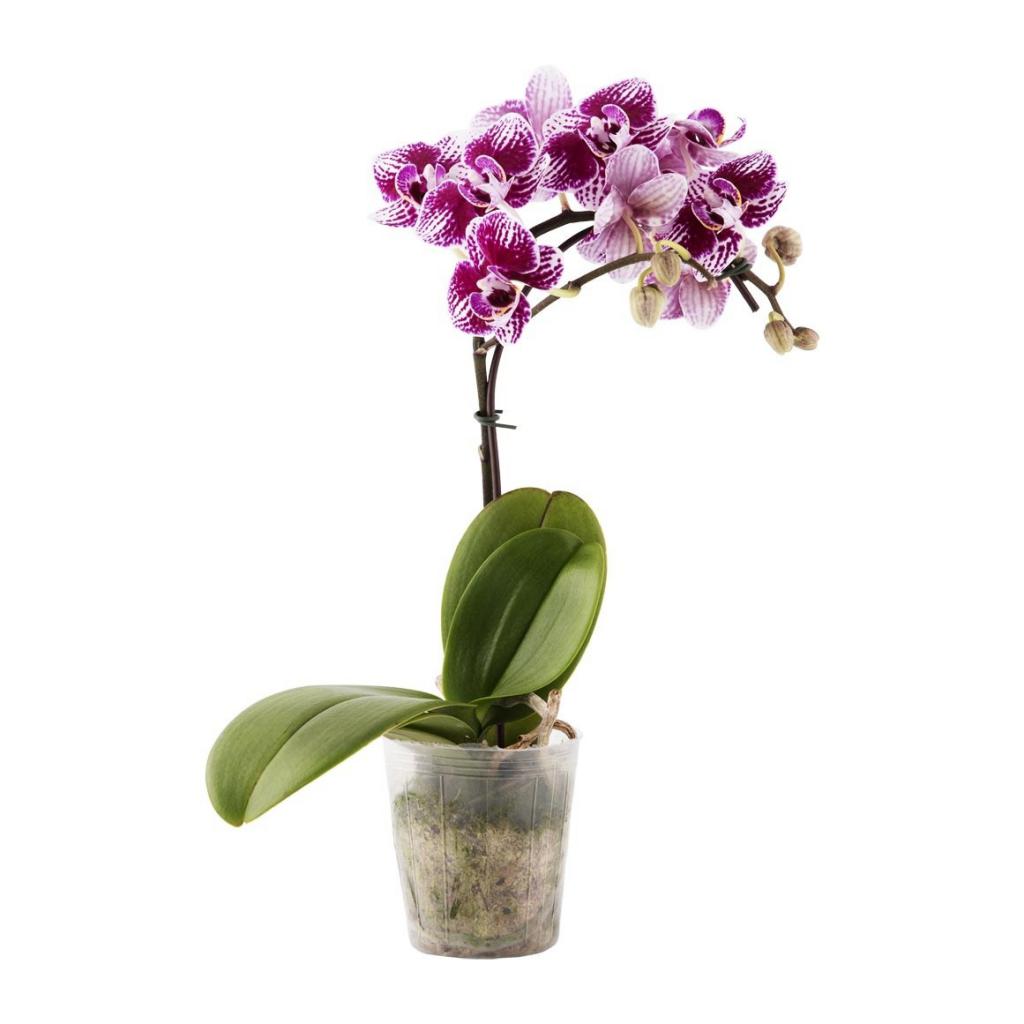 в какой емкости должна произрастать орхидея