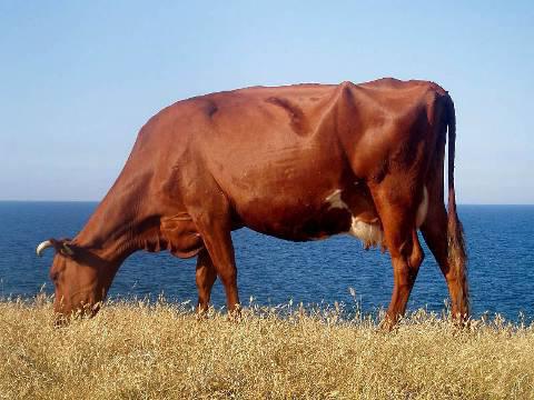 красная степная порода коров характеристика 