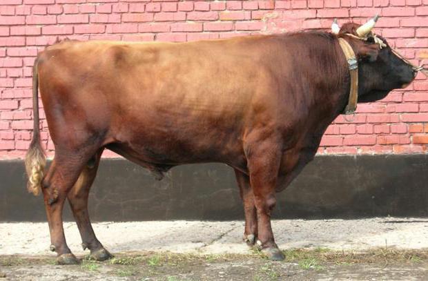 красная степная порода коров особенности разведения 