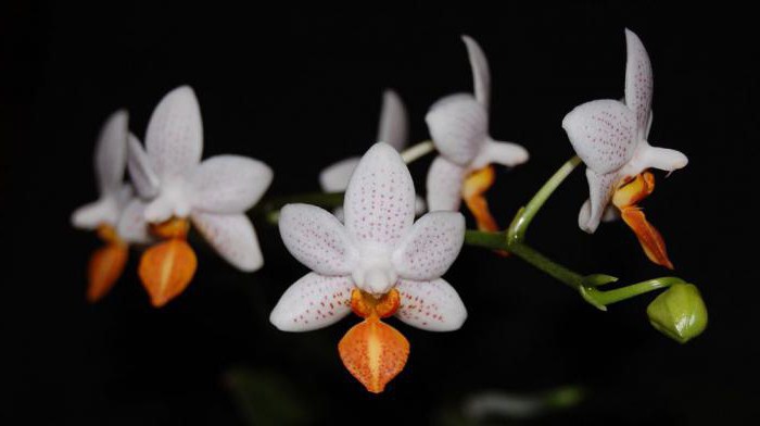 орхидеи феланопсис мини сорта