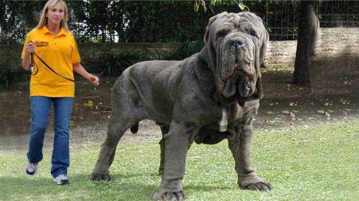 большая собака сонник