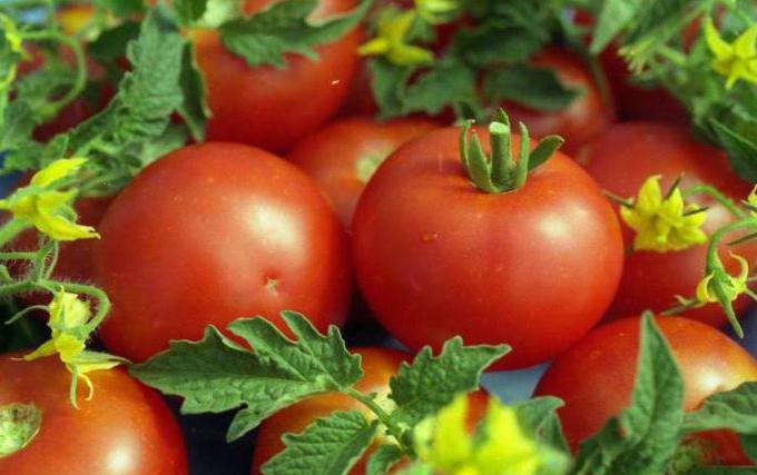 Лучшие семена помидоров: отзывы