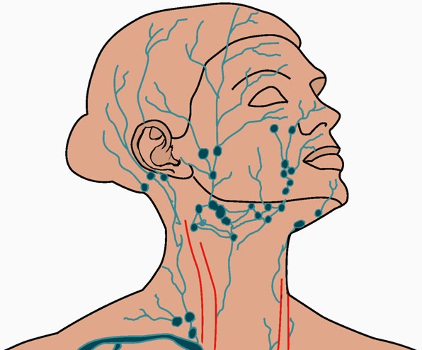 лимфатическая системв лица