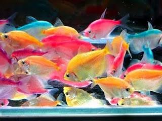 аквариумные рыбки тернеция фото