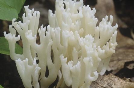белый коралловый гриб