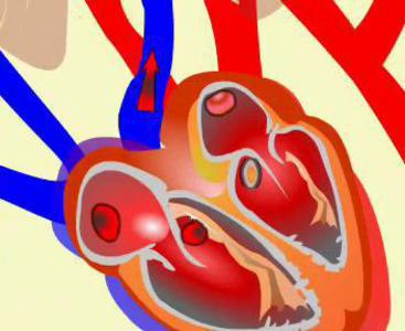 движение крови по артериям