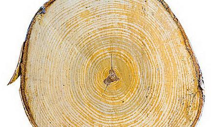  свойства древесины березы