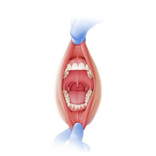 Размеры преддверия полости рта