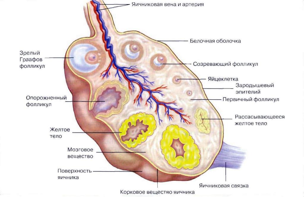 яйцеклетка в яичниках