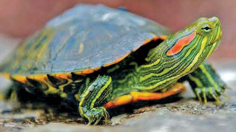 красноухая черепаха: рацион питания