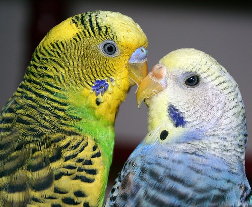 самец и самка попугая