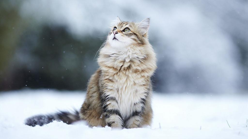 Кот зимой