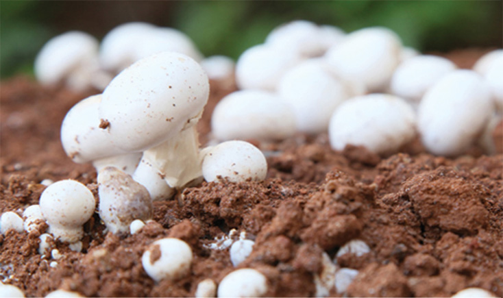 Как отличить свежие грибы?