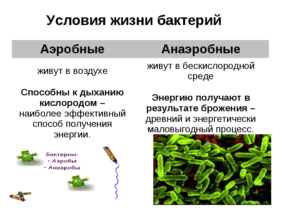 Аэробные и анаэробные бактерии