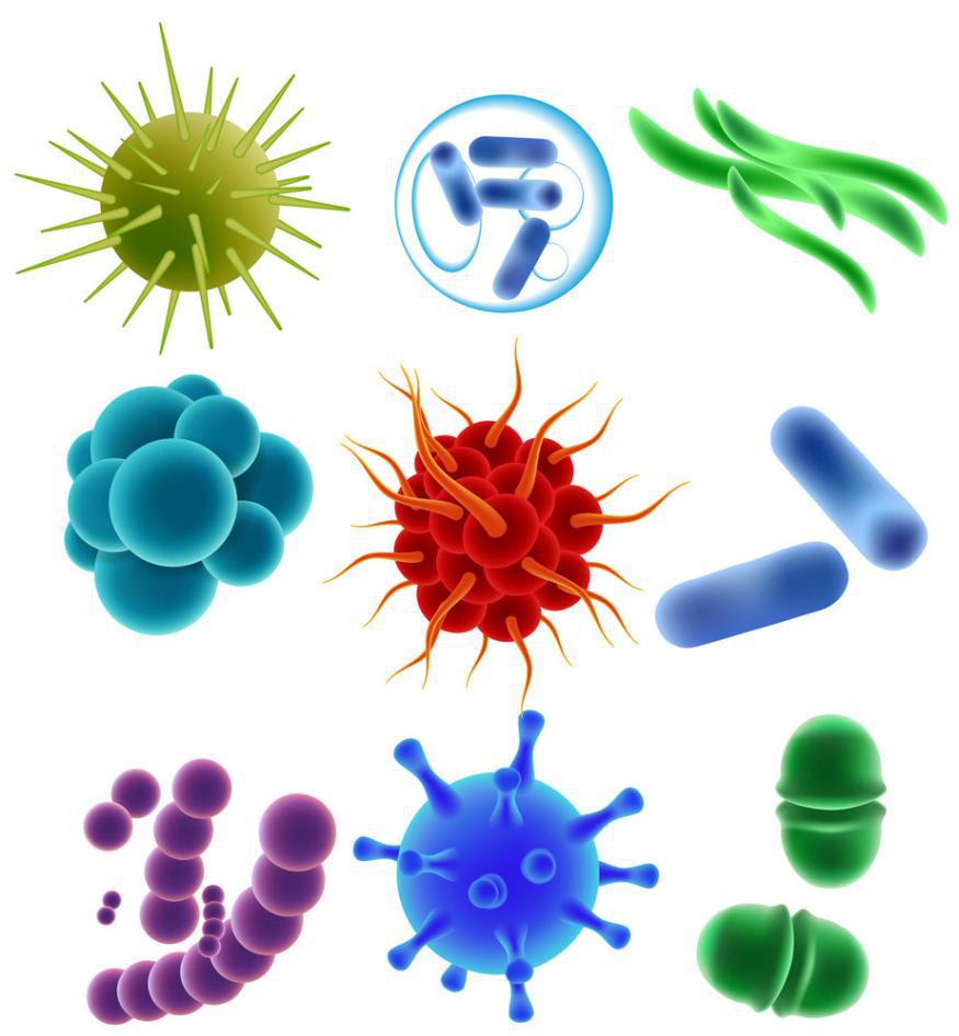 бактерии и микробы