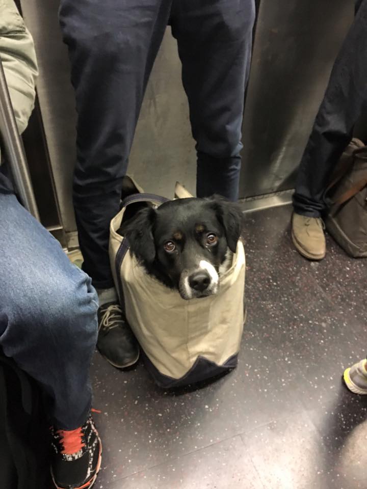 Можно ли в метро с собакой: немного о наболевшем