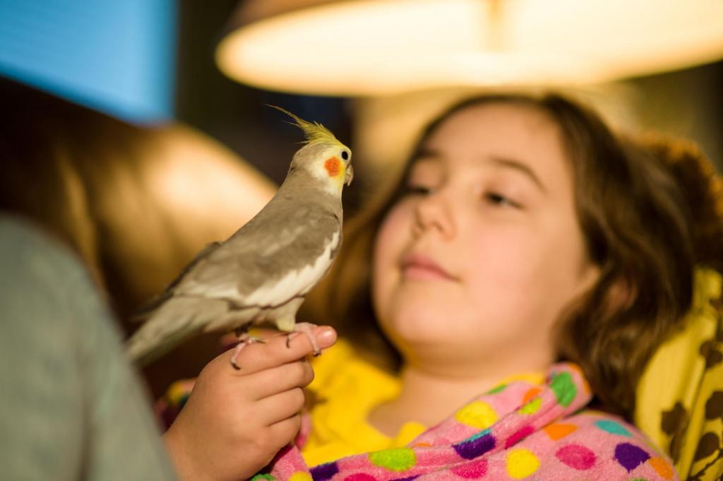 Попугай корелла: разведение в домашних условиях, советы и рекомендации